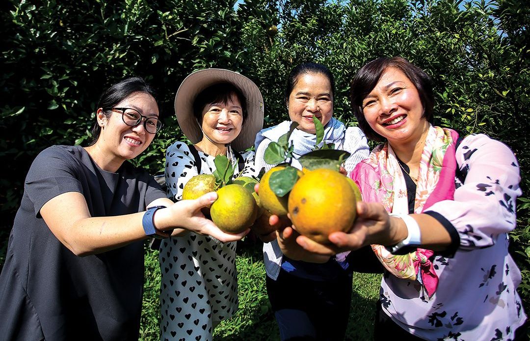 Nhóm phụ nữ cộng đồng ASEAN lạc giữa mùa cam