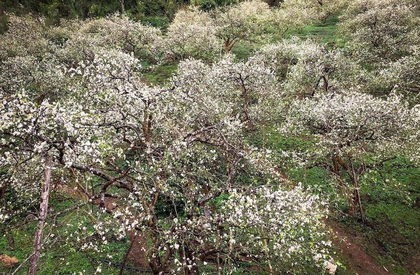 Đến Mộc Châu, ngắm 'thiên đường' hoa mận trắng Đến Mộc Châu, ngắm 'thiên đường' hoa mận trắng