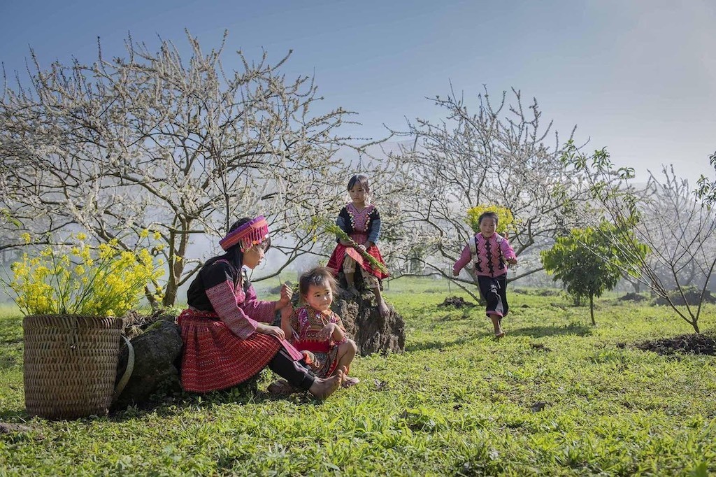 Đến Mộc Châu, ngắm 'thiên đường' hoa mận trắng Đến Mộc Châu, ngắm 'thiên đường' hoa mận trắng