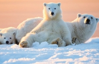 Những tác phẩm nhiếp ảnh xuất sắc về gấu Bắc cực