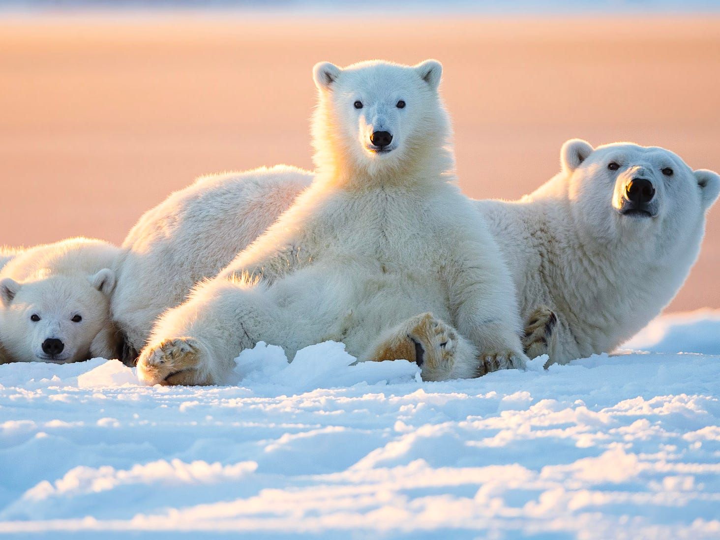 Những tác phẩm nhiếp ảnh xuất sắc về gấu Bắc cực