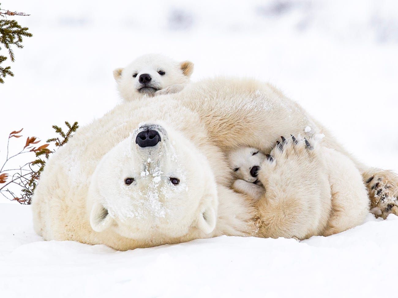Nhiếp ảnh gấu Bắc cực xuất sắc sẽ giúp bạn hiểu rõ hơn về sự đa dạng và phong phú của loài động vật này. Nhiếp ảnh gia đã bắt được những khoảnh khắc đáng yêu của gấu Bắc cực: chúng đang ăn, ngủ hay chơi đùa cùng nhau. Những bức ảnh này sẽ khiến bạn phải trầm trồ vì đẹp!