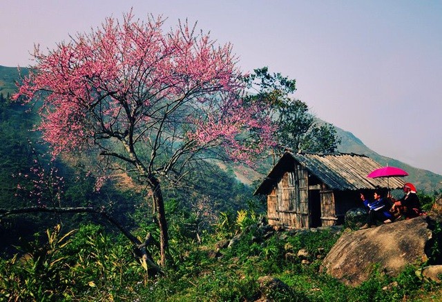 Vẻ đẹp thơ mộng mùa xuân vùng cao Sa Pa ít nơi nào có được. (Ảnh: Phạm Ngọc Triển)