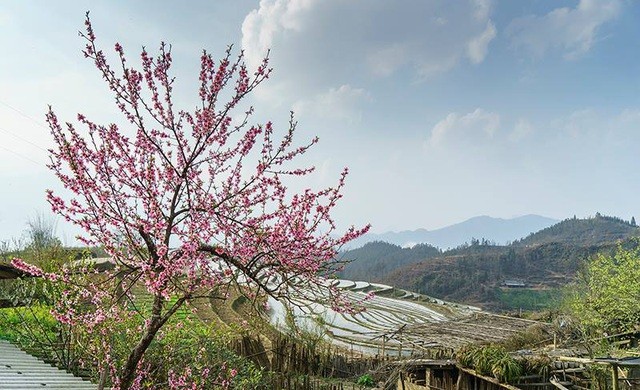 Du lịch Sa Pa, ngắm hoa đào núi khoe sắc hồng nở rộ