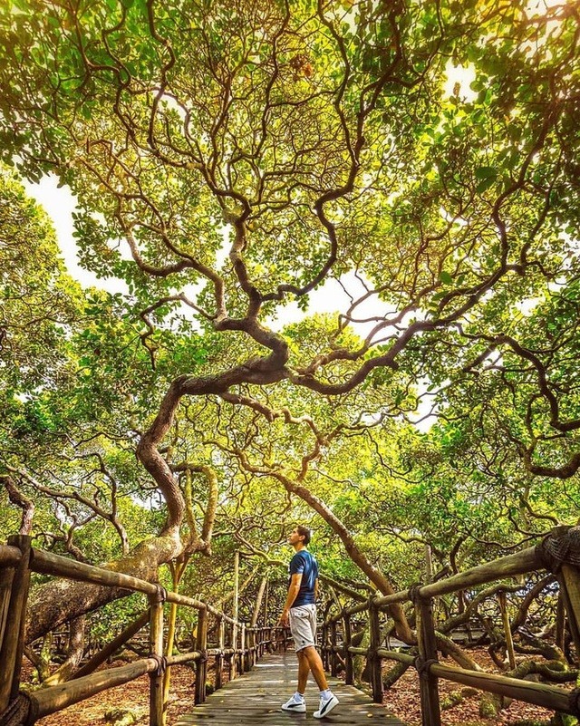 Kỷ lục Guinness: Kỳ lạ cây đào lộn hột lớn nhất thế giới, to gấp đôi sân bóng đá