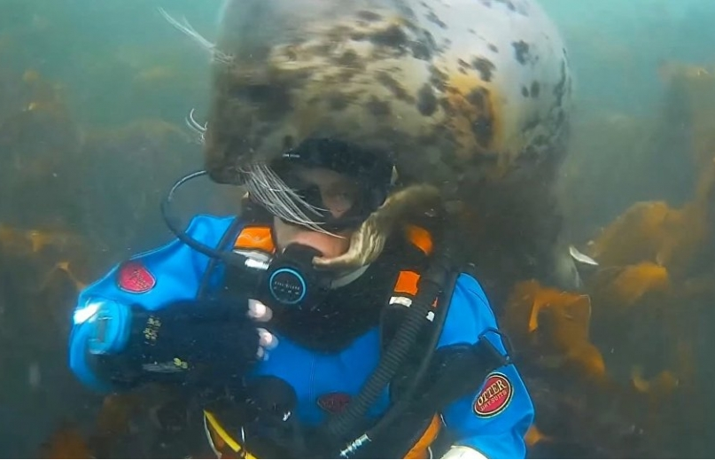 Hải cẩu âu yếm ôm hôn thợ lặn Anh dưới đáy biển