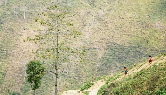 Du lịch Hà Giang: Vẻ thơ mộng của sông Nho Quế mùa hoa gạo