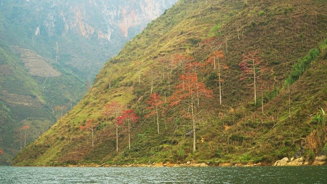 Du lịch Hà Giang: Vẻ thơ mộng của sông Nho Quế mùa hoa gạo