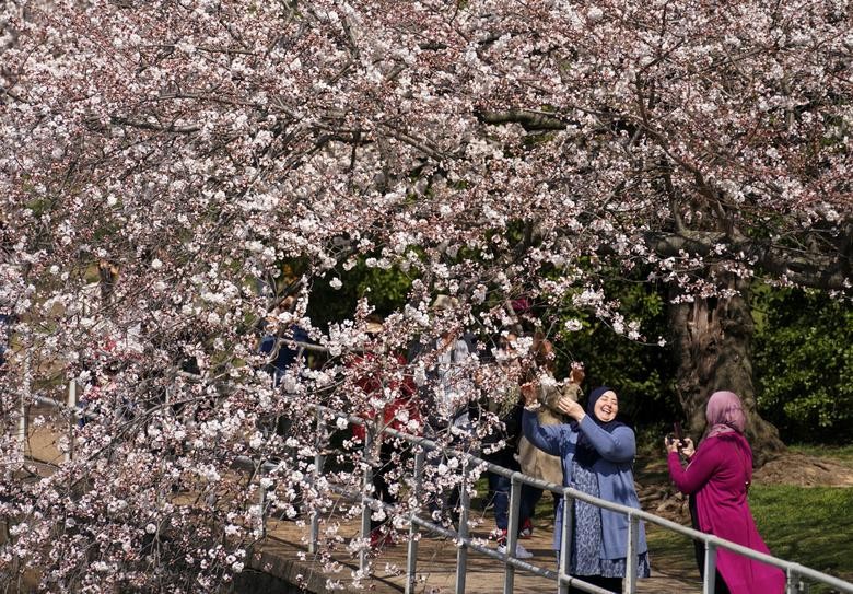 Cảnh sắc hoa anh đào nở rộ ở thủ đô Washington D.C, Mỹ