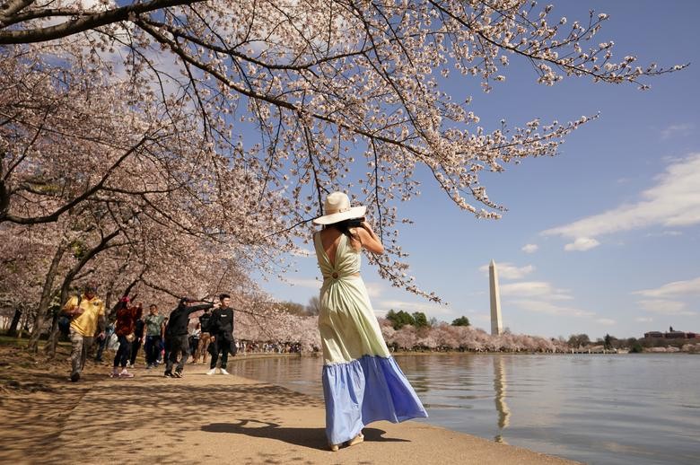 Cảnh sắc hoa anh đào nở rộ ở thủ đô Washington D.C, Mỹ