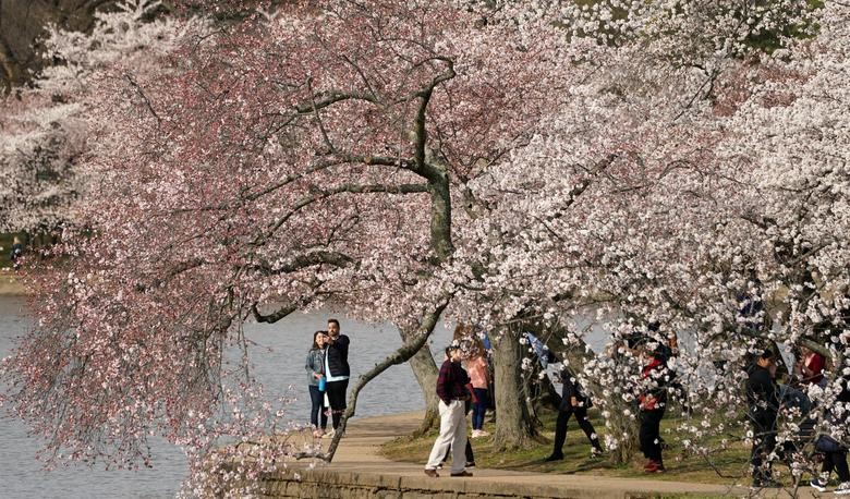 Cảnh sắc hoa anh đào nở rộ ở thủ đô Washington D.C, Mỹ