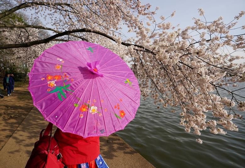 Một phụ nữ đến từ Malaysia cầm ô khi ngắm hoa anh đào đang nở rộ dọc theo Tidal Basin ở Washington, ngày 22 tháng 3 năm 2022. REUTERS / Kevin Lamarque