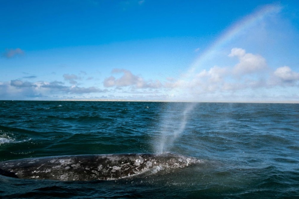 Du lịch Mexico để được dạo chơi cùng cá voi xám