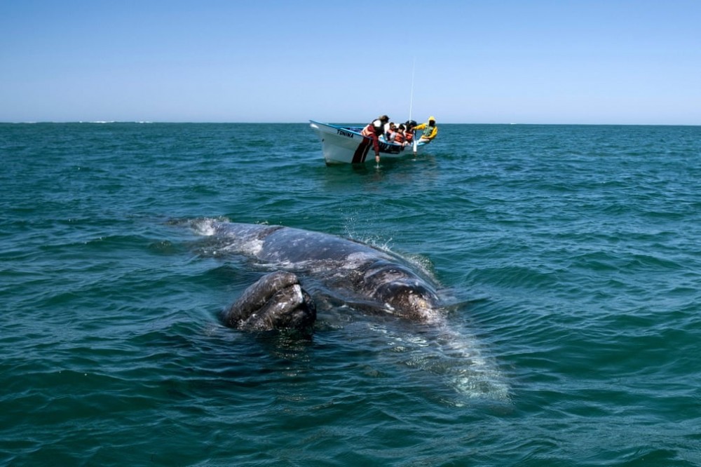 Trải nghiệm chơi đùa cùng cá voi xám khổng lồ ở Mexico