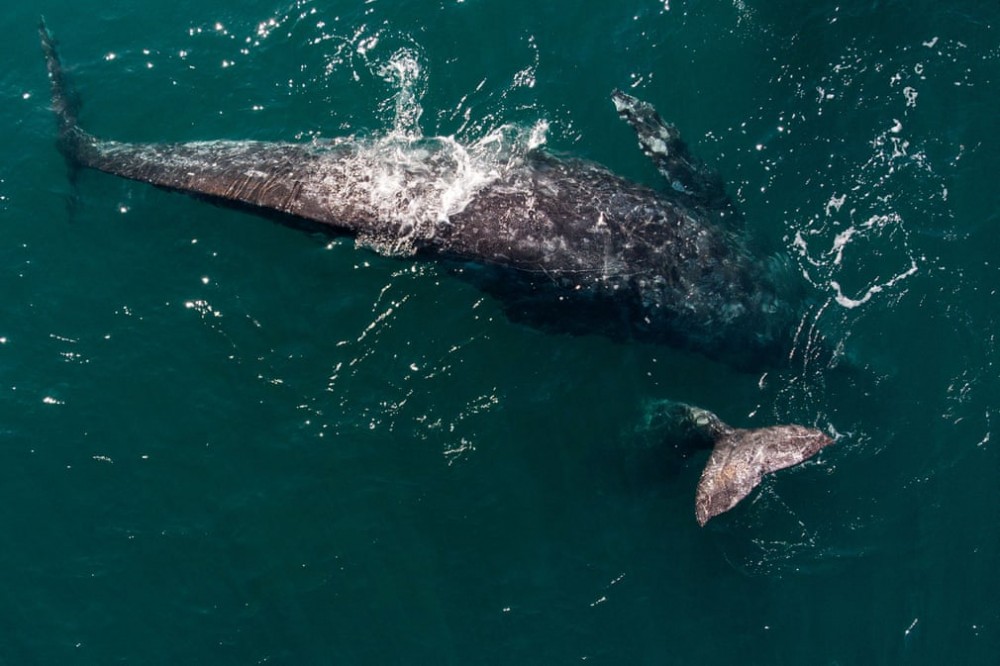 Trải nghiệm chơi đùa cùng cá voi xám khổng lồ ở Mexico