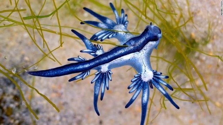 Rồng xanh-‘sát thủ đẹp nhất đại dương' dạt vào bãi biển Mỹ