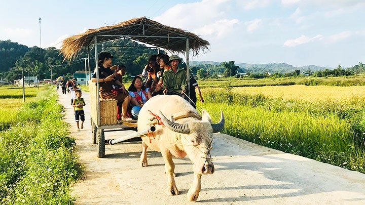 Trải nghiệm đi xe trâu.