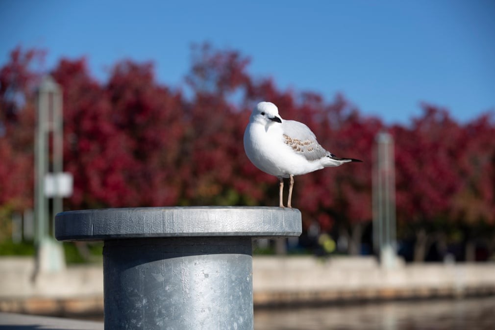 Hình ảnh thủ đô Canberra được 'nhuộm màu' trong sắc Thu trữ tình