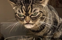 Kitzia, chú mèo nổi tiếng mạng xã hội với gương mặt cau có