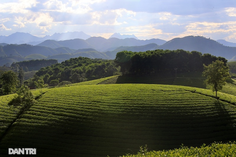 Choáng ngợp với cảnh sắc bao la, xanh ngát của những đồi chè ở Long Cốc, Phú Thọ