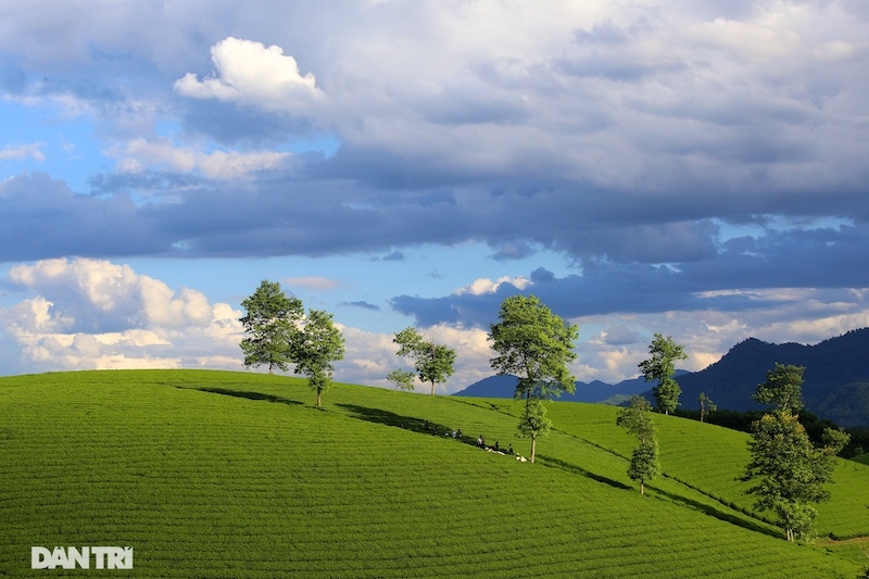 Choáng ngợp với cảnh sắc bao la, xanh ngát của những đồi chè ở Long Cốc, Phú Thọ