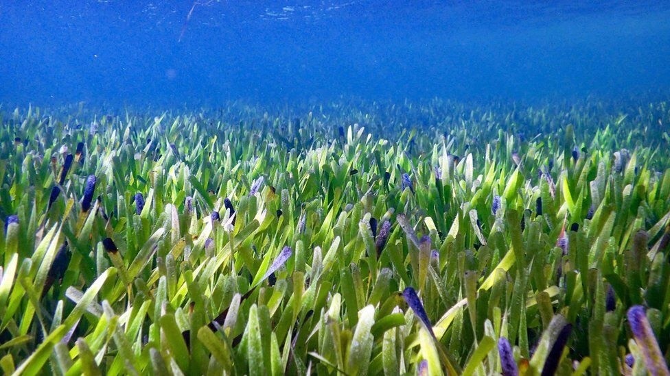 Thảm cỏ dưới đáy biển ở Vịnh Shark, Australia. (Nguồn: BBC)