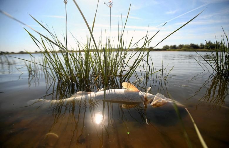 Thảm họa sinh thái, hàng tấn cá phơi bụng phủ kín sông Oder khu vực biên giới Đức-Ba Lan