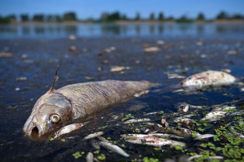 Thảm họa sinh thái, hàng tấn cá phơi bụng phủ kín sông Oder khu vực biên giới Đức-Ba Lan