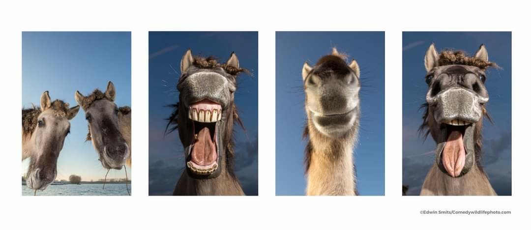 Cuộc thi Nhiếp ảnh thiên hài hước 2021: Những 'danh hài' của thế giới động vật!