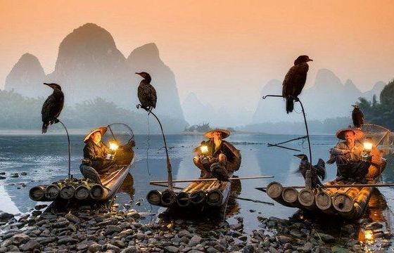 Ấn tượng nghệ thuật câu cá trên sông... bằng chim cốc tồn tại 1.300 năm