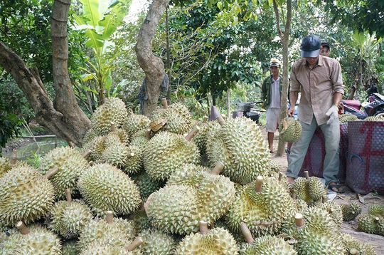 xuat khau ngay 20225 doanh nghiep can luu y gi khi vao thi truong nhat ban dua sau rieng viet vao trung quoc theo loi chinh ngach