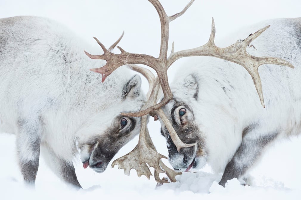 Những hình ảnh đoạt giải Nhiếp ảnh gia về động vật hoang dã năm 2021