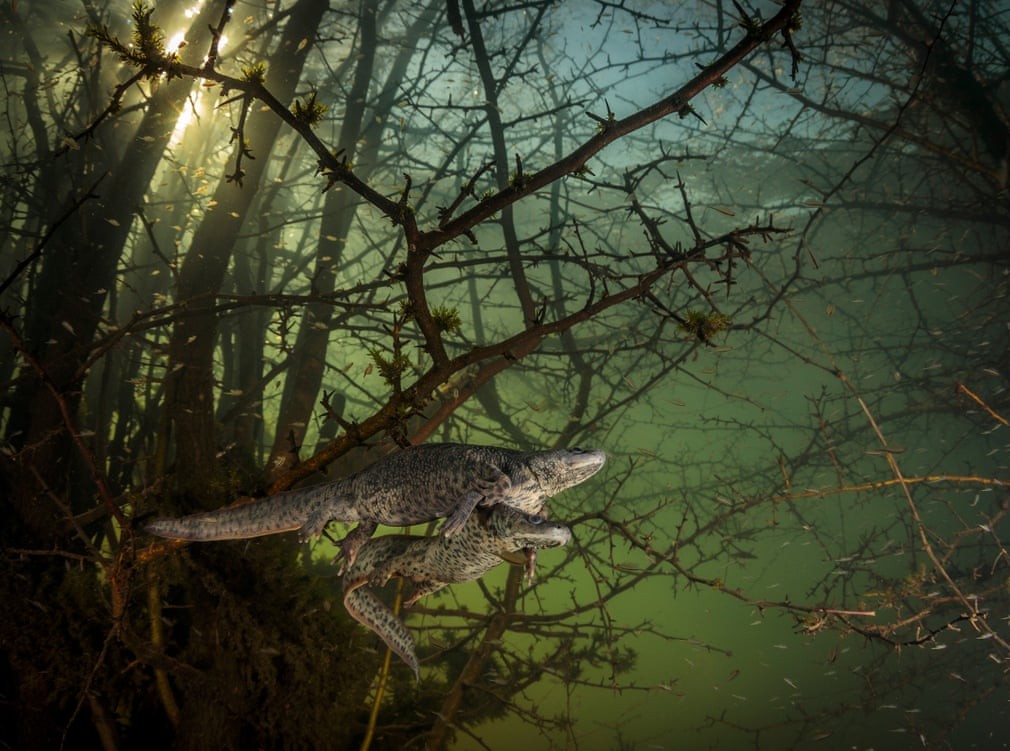 Những hình ảnh đoạt giải thưởng Nhiếp ảnh gia về động vật hoang dã năm 2021