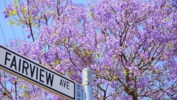 Thành phố Pretoria ở Nam Phi chìm trong sắc 'mộng mơ' của hoa phượng tím