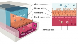 Ứng dụng chip đường thở nhằm tăng tốc thử nghiệm các phương pháp điều trị Covid-19