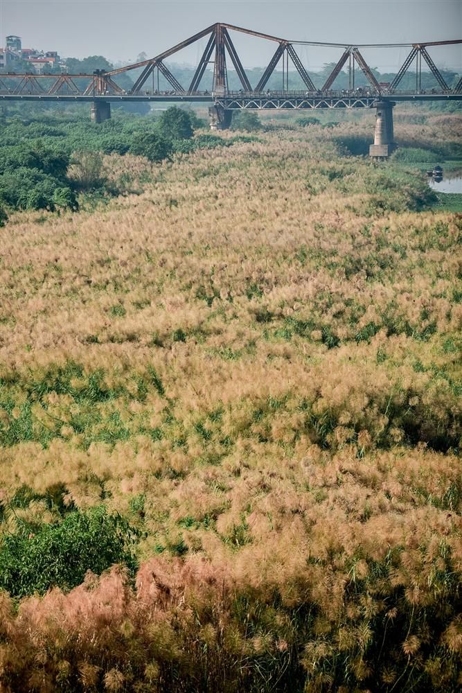 Đẹp mê mẩn đồng cỏ lau trắng muốt tại Hà Nội