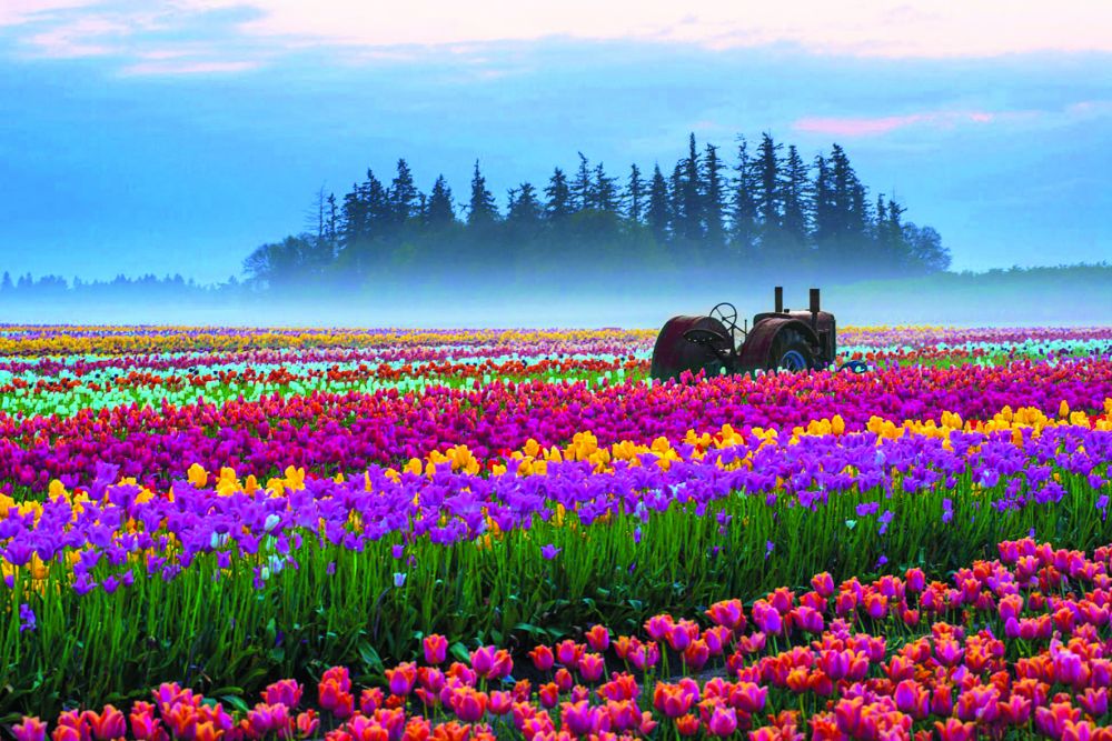 Trang trại hoa tulip bằng gỗ, Oregon.