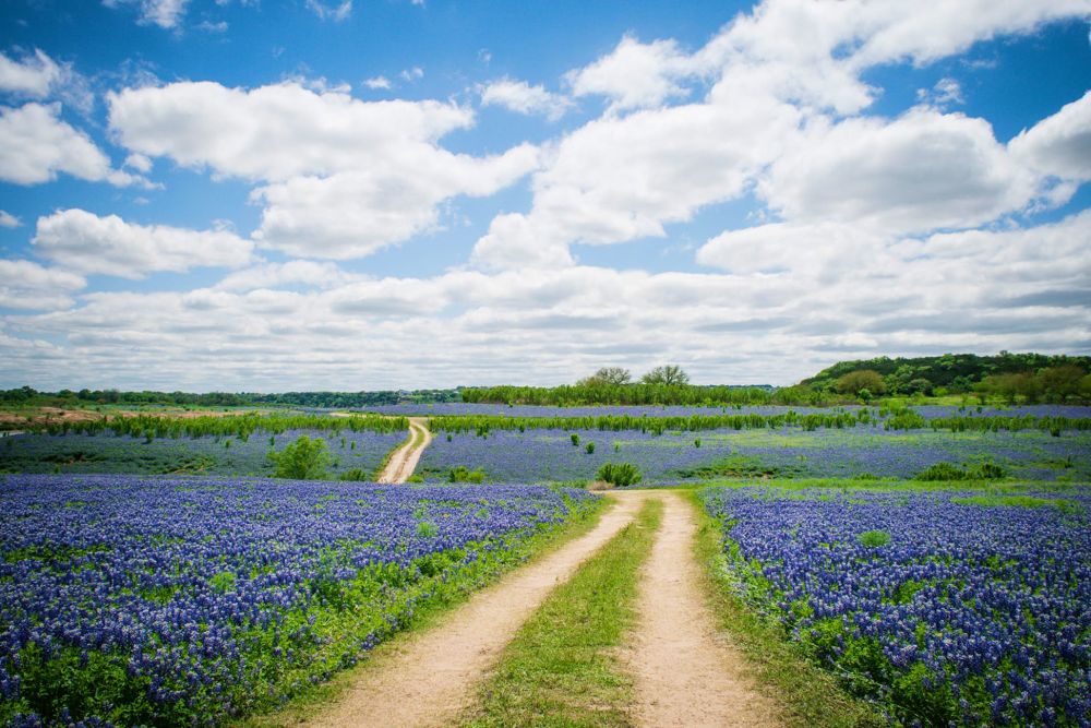 Hoa Bluebonnet ở Texas Hill Country.