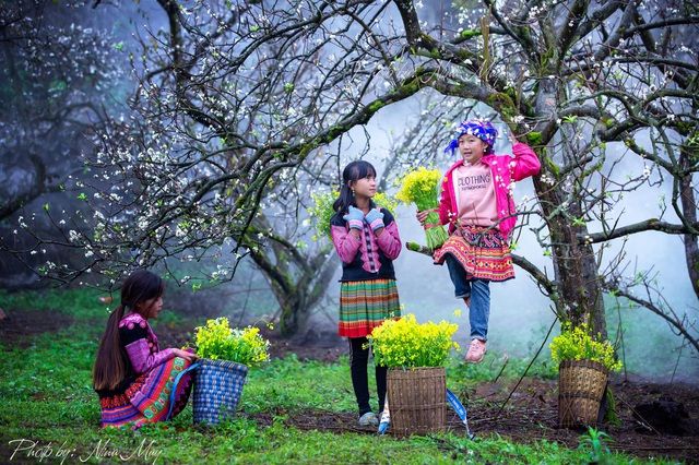 Du lịch Mộc Châu là một hành trình khám phá thiên nhiên đầy thú vị và lãng mạn. Với những thung lũng thông đợi mùa sương, những cánh đồng hoa cải trắng tinh khôi và những con sông xanh ngắt thơ mộng, du lịch Mộc Châu sẽ khiến bạn hài lòng về một chuyến đi đầy trải nghiệm.