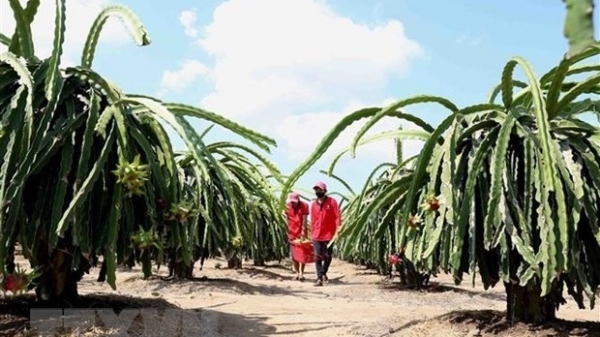 UKVFTA hoped to push door larger for Vietnamese agricultural exports