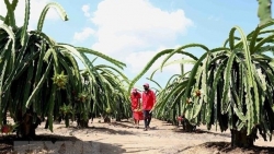 UKVFTA hoped to push door larger for Vietnamese agricultural exports