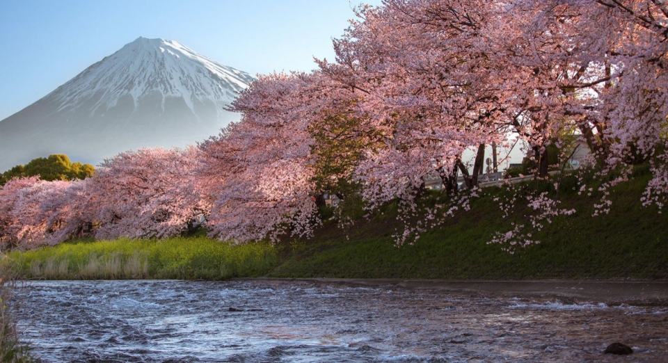 hoa anh dao nhat ban tu hanami den yozakura