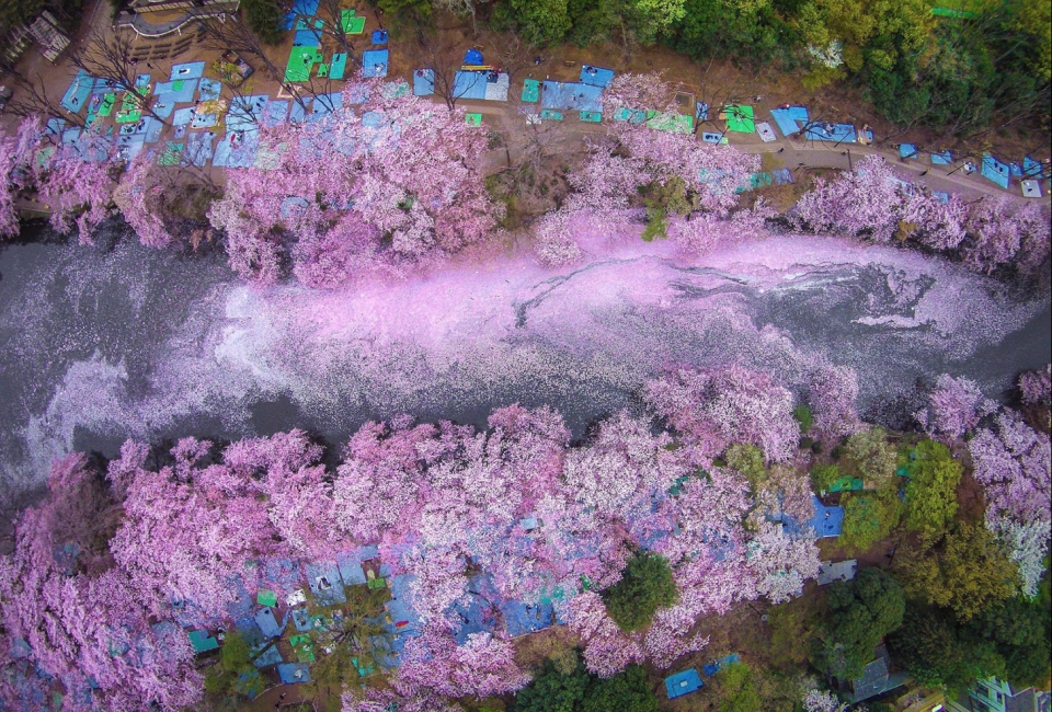 hoa anh dao nhat ban tu hanami den yozakura