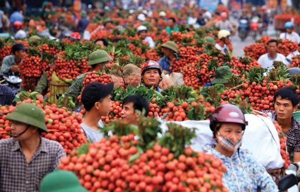 Export of fresh lychees to Japan faces hurdles in face of COVID-19