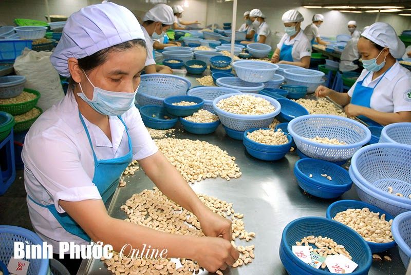 vinacas recommends cashew enterprises to trade carefully to avoid potential losses