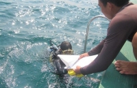 Ecosystem of Cham Islands recovers after COVID-19 pandemic