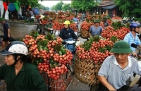cassava exports skyrocket during five month period