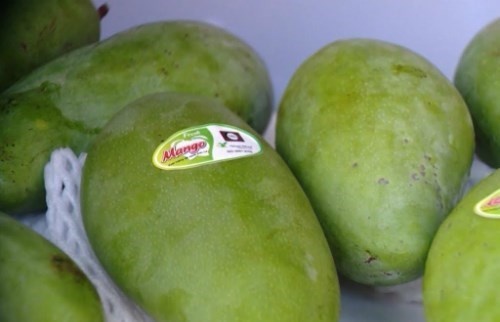 2815 mango in son la