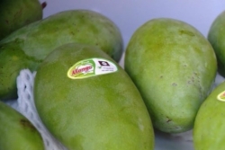 Son La province expands organic farming to export to foreign markets