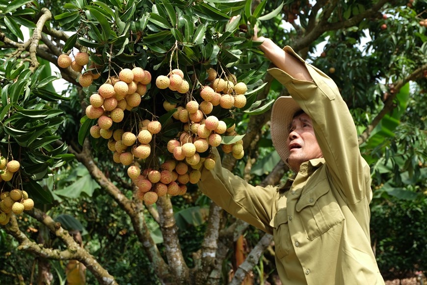 1209 lychee farmer